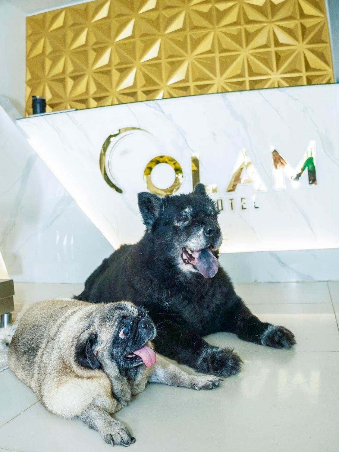 Hotel Olam Deluxe Valledupar Dış mekan fotoğraf